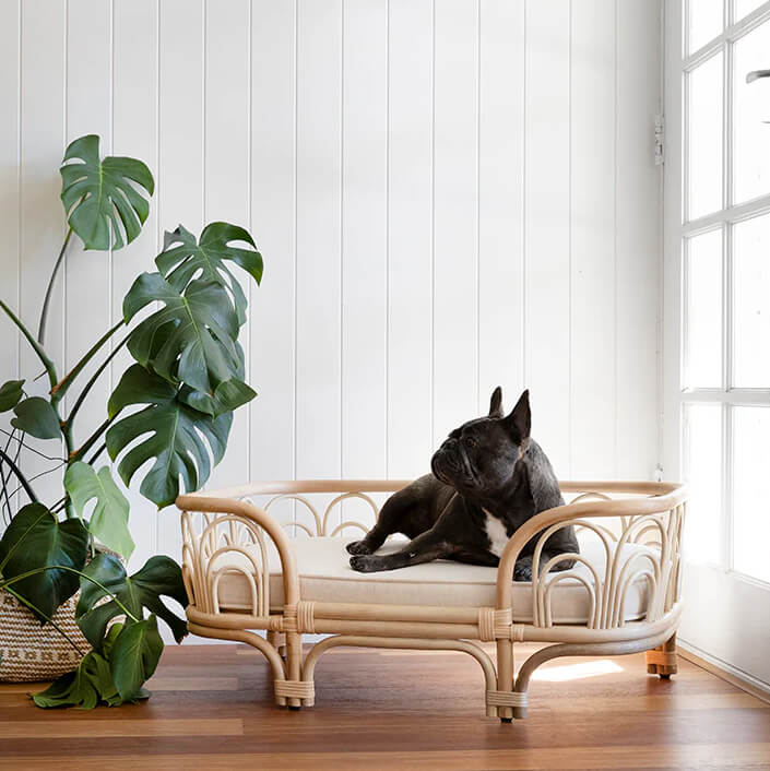 Dog lying comfortably on the Amber Pet Bed by MOMIJI in a bright room with a potted plant.