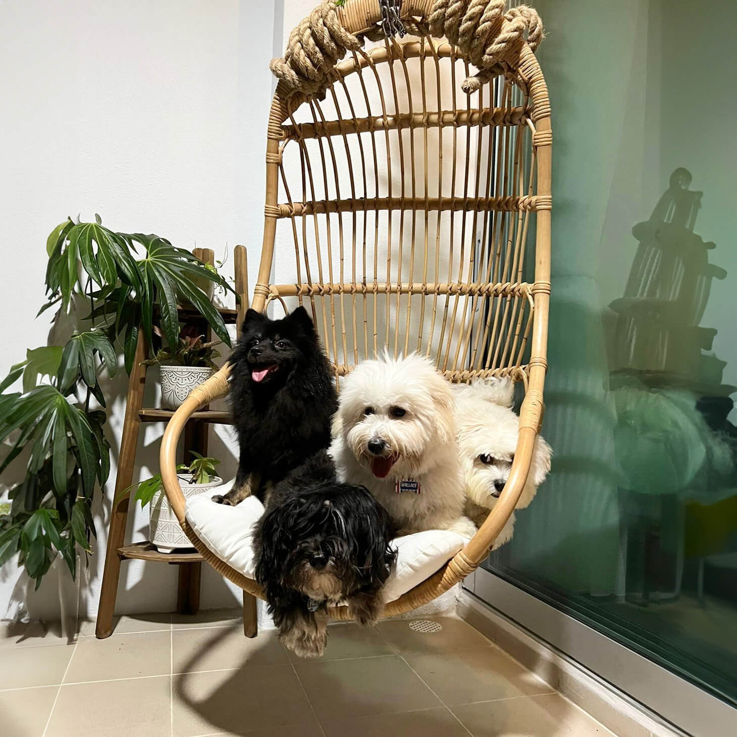 Three dogs sitting together on the Nest Hanging Chair by MOMIJI outdoors.
