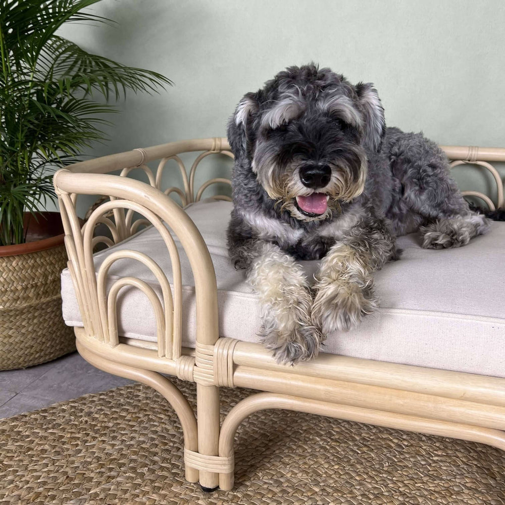 Dog sitting on the Amber Pet Bed by MOMIJI in a cozy indoor space with greenery in the background.