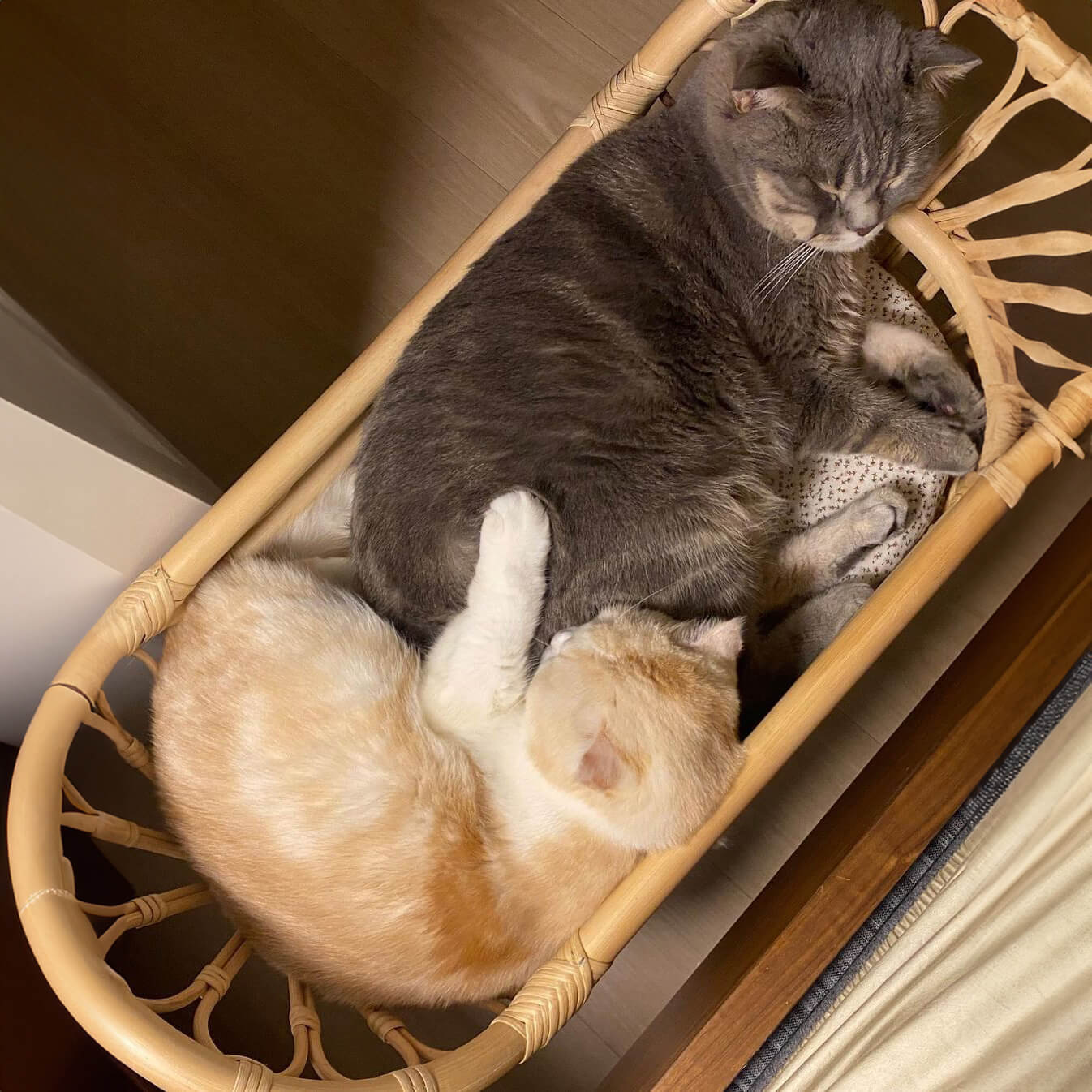 Two cats lying together on the Arya Doll Bed by MOMIJI indoors, showcasing its use as a charming rattan pet bed.