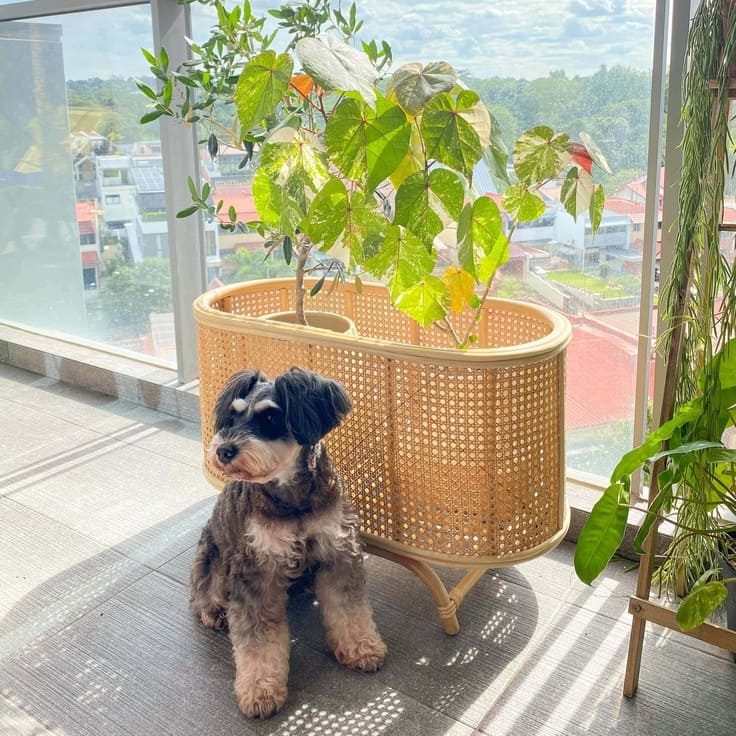 Dog standing beside the Isle Wicker Plant Stand by MOMIJI filled with potted plants on a balcony.